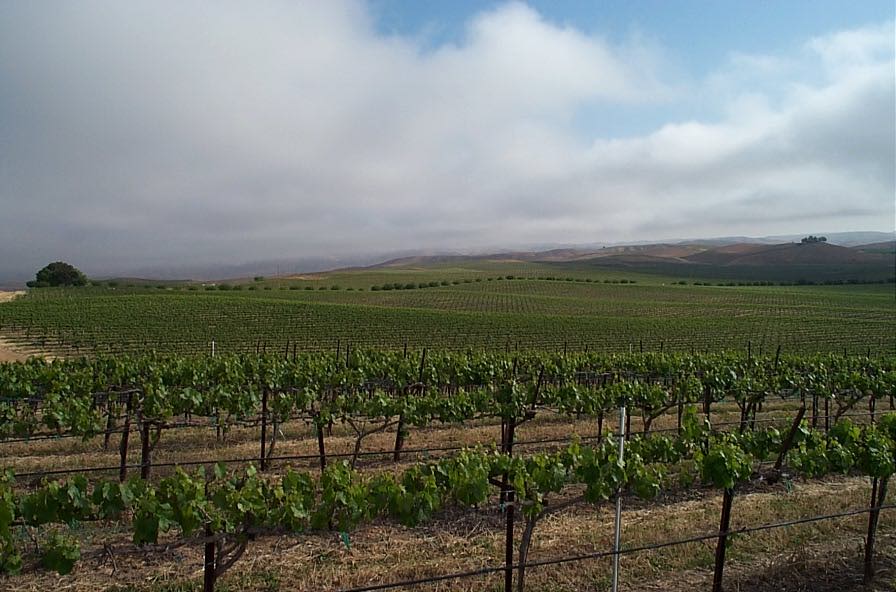 カーボニスト アルバリーニョ エクストラ・ブリュット 2024 : アイ